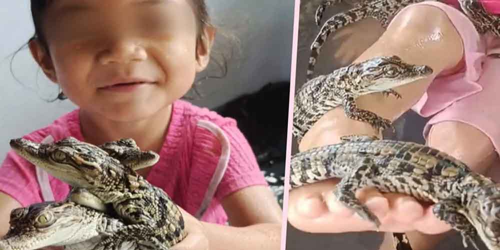 200 മുതലക്കുഞ്ഞുങ്ങൾക്കൊപ്പം കളിക്കുന്ന ബാലിക ; അപകടമെന്ന് സോഷ്യൽ മീഡിയ four-year-old-girl-in-Thailand-playing-with-hundreds-of-newborn-crocodiles